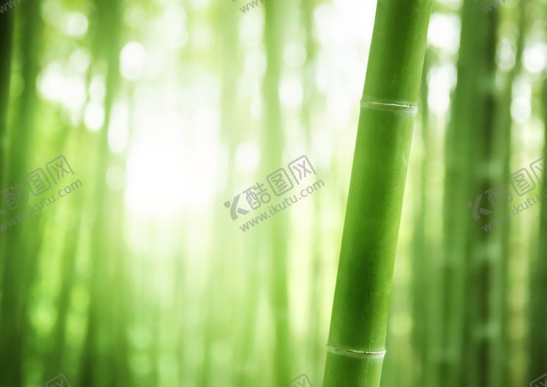 编号：65588309290013318938【酷图网】源文件下载-竹子