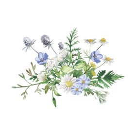 水彩花朵植物