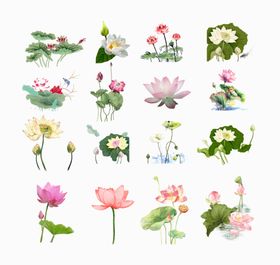 莲花