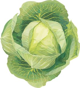 包菜