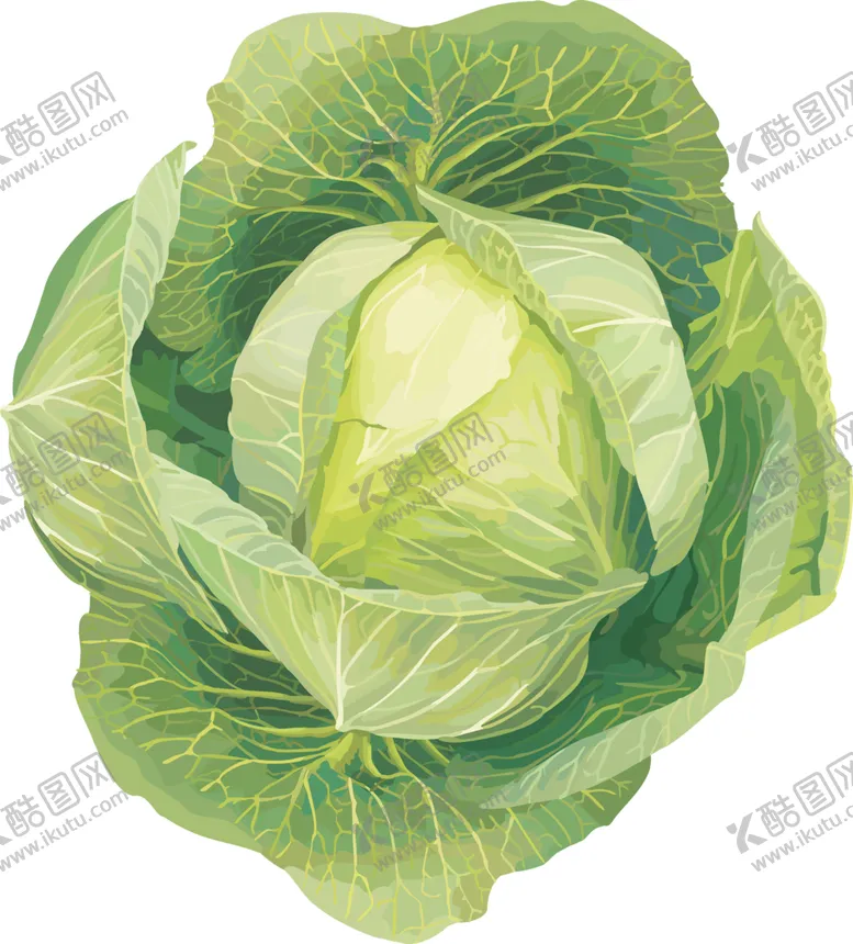 编号：30159505091628289640【酷图网】源文件下载-包菜