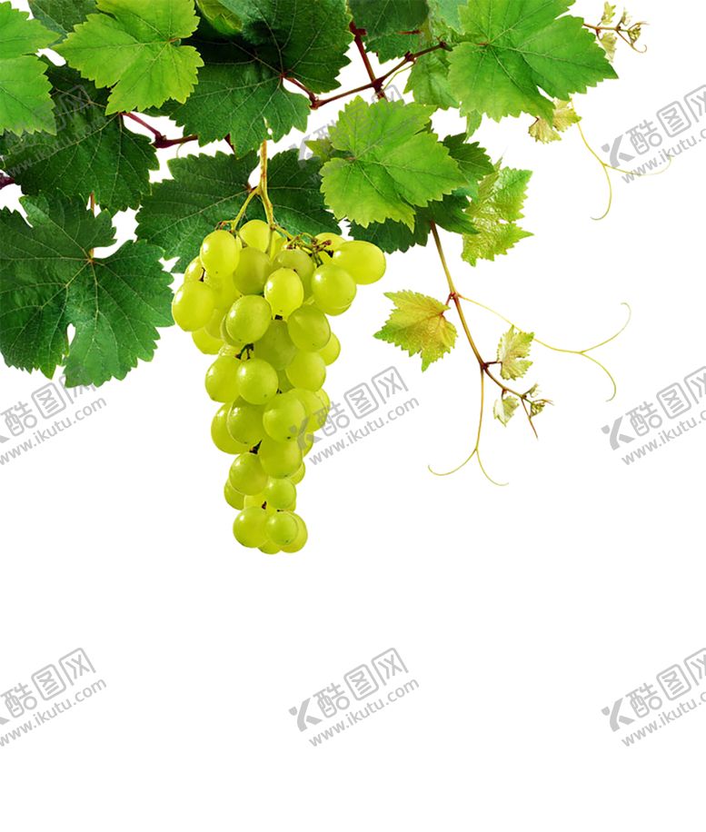 编号：64832711010401447307【酷图网】源文件下载-水果