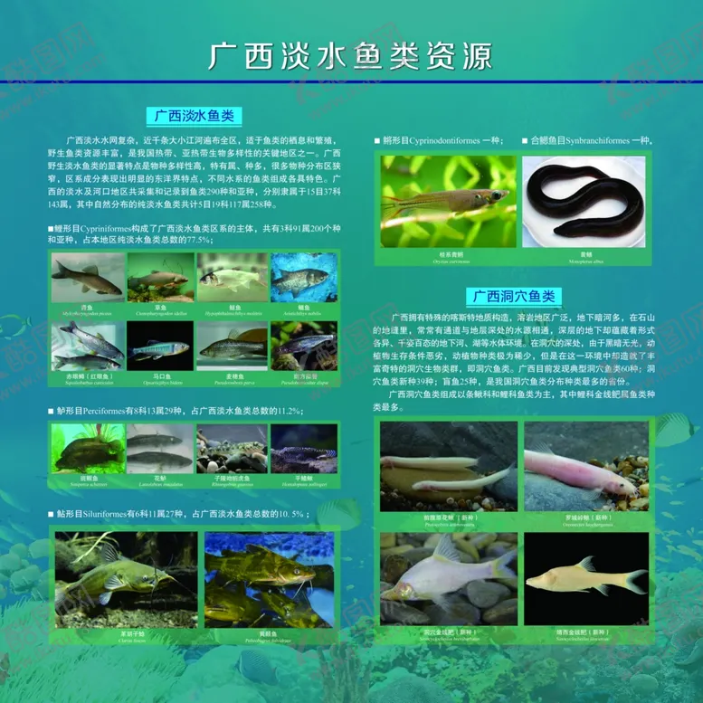 编号：92182702221813039048【酷图网】源文件下载-广西淡水鱼类资源