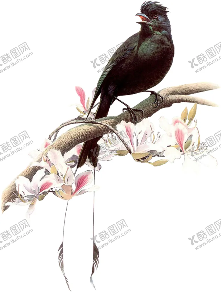 编号：30365406271332551649【酷图网】源文件下载-麻雀