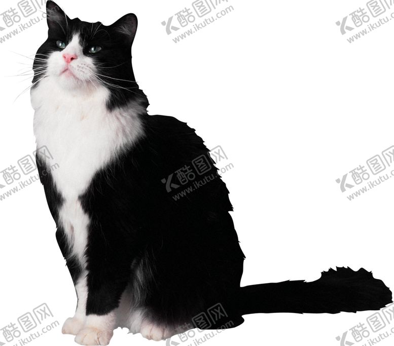 编号：41473410121329527894【酷图网】源文件下载-可爱动物猫咪