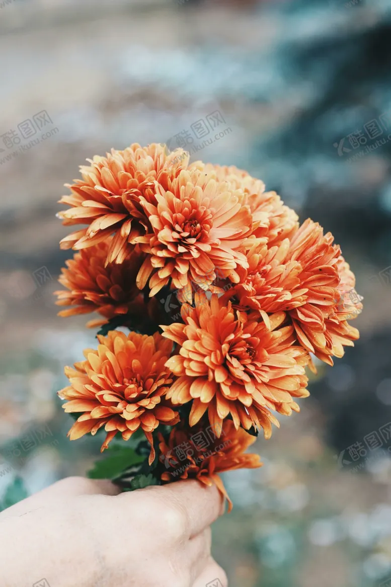 编号：86966512210142218915【酷图网】源文件下载-菊花
