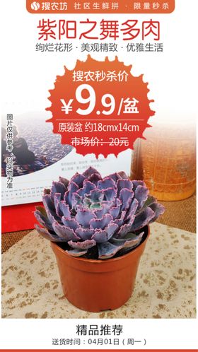 紫阳之舞多肉