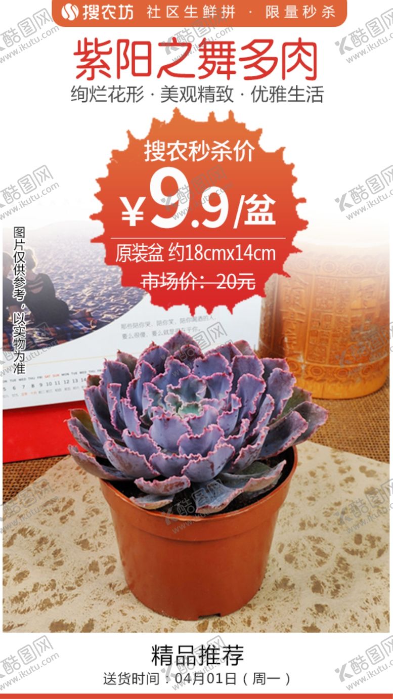 编号：35444505121420522319【酷图网】源文件下载-紫阳之舞多肉