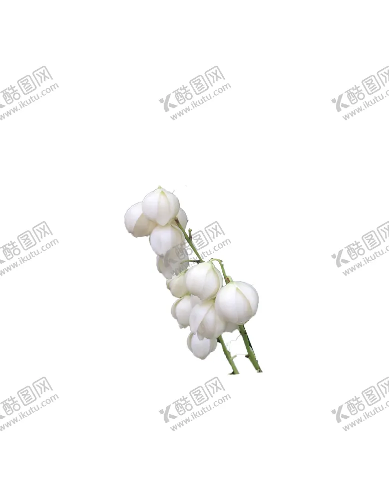 编号：16235507012349313163【酷图网】源文件下载-花卉