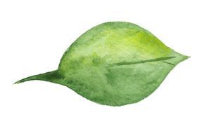植物绿叶