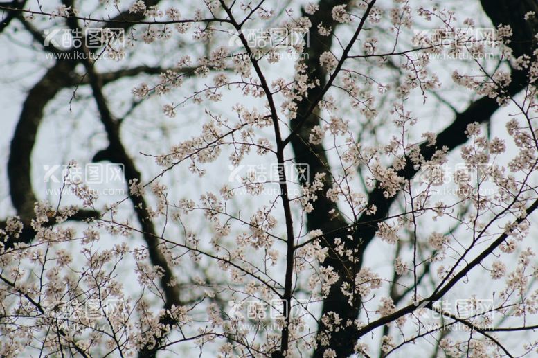 编号：17510912222349557498【酷图网】源文件下载-樱花