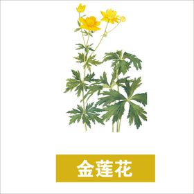 草本植物药材图片