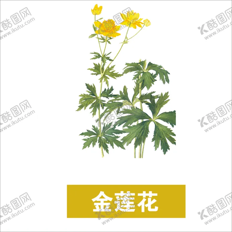 编号：85522403151136584788【酷图网】源文件下载-草本植物药材图片
