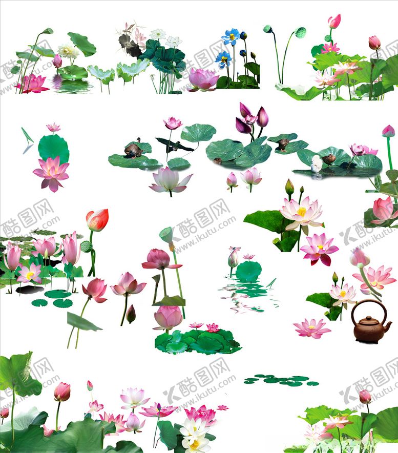编号：17090210060345411818【酷图网】源文件下载-荷花素材