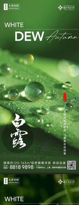 白露节气露珠系列海报