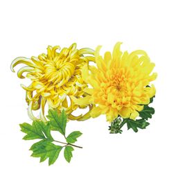 菊花装饰