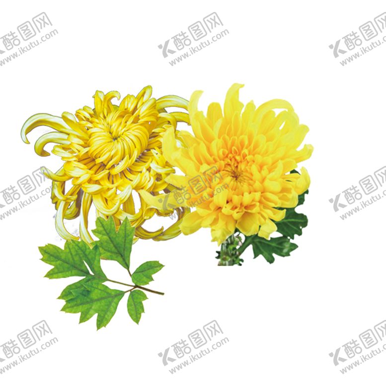 编号：41945110260641454244【酷图网】源文件下载-菊花装饰