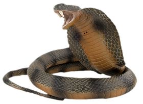 眼镜蛇