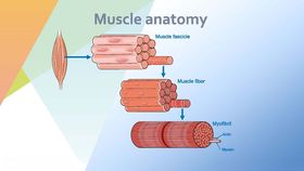 肌肉解剖学