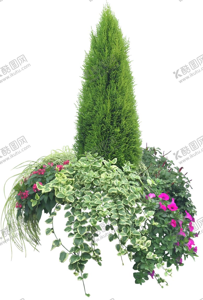 编号：26520310070946589114【酷图网】源文件下载-柏树