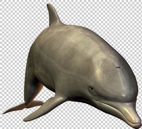 海豚