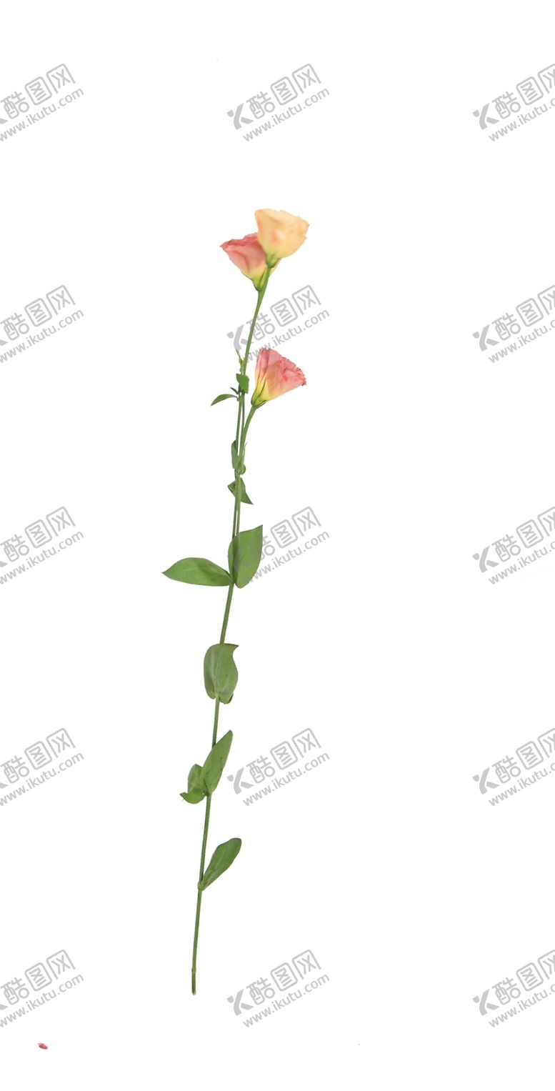 编号：74150010161435596874【酷图网】源文件下载-单只花花枝素材花