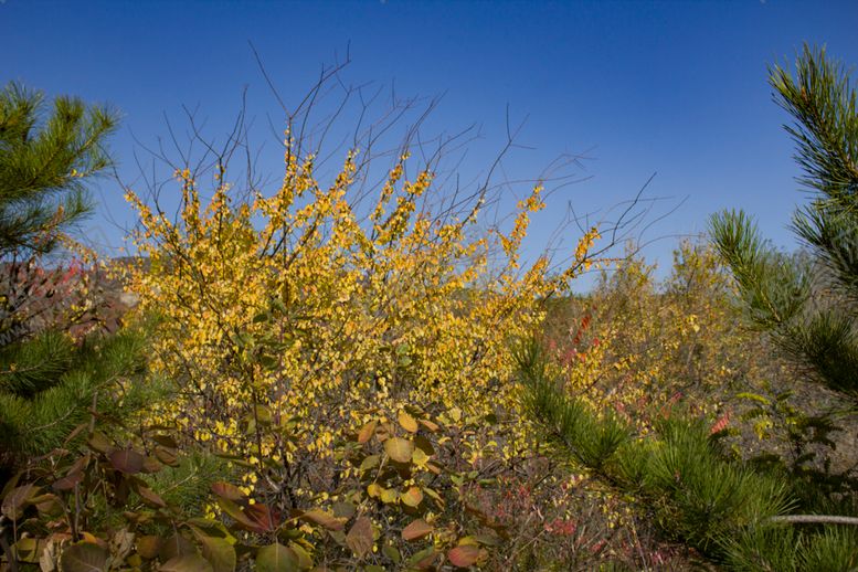 编号：31751209271239446070【酷图网】源文件下载-树木