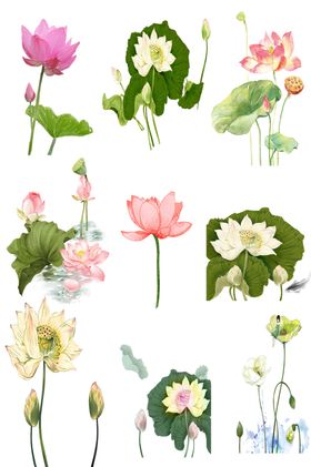 免抠荷花