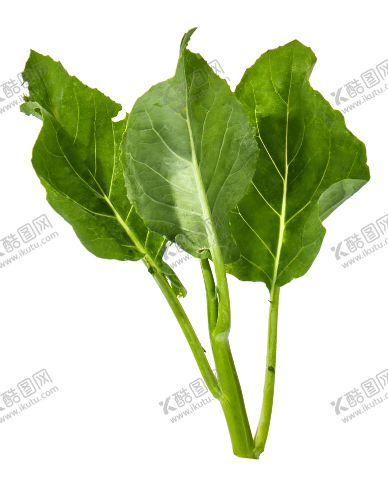 编号：55416410221728184506【酷图网】源文件下载-蔬菜芥兰农作物菜