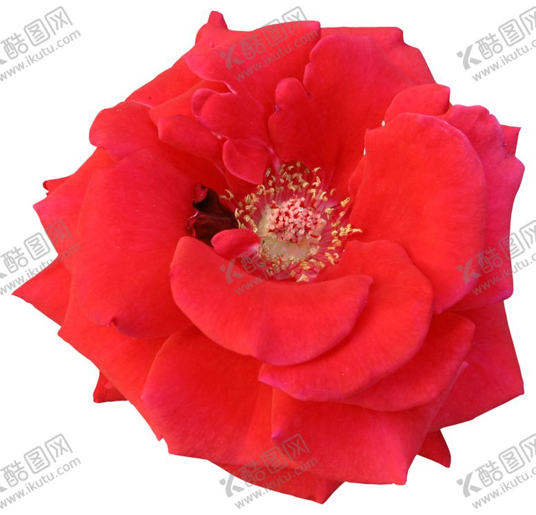 编号：56755909181416571354【酷图网】源文件下载-布艺花朵装饰