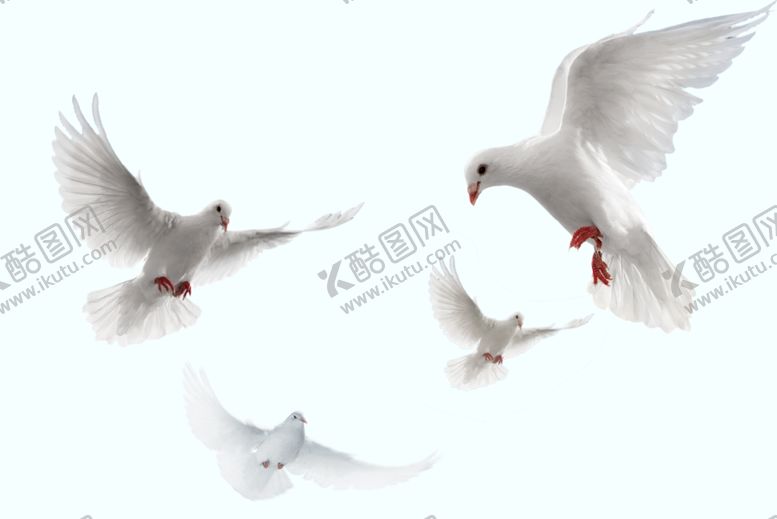 编号：97832310012348037955【酷图网】源文件下载-白鸽