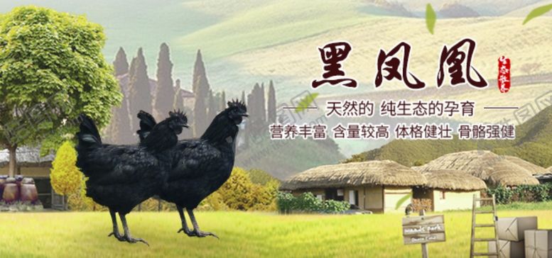 编号：54674009191603162284【酷图网】源文件下载-黑凤凰1