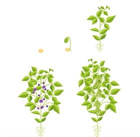 黄豆生育周期矢量图