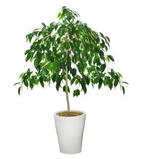 植物