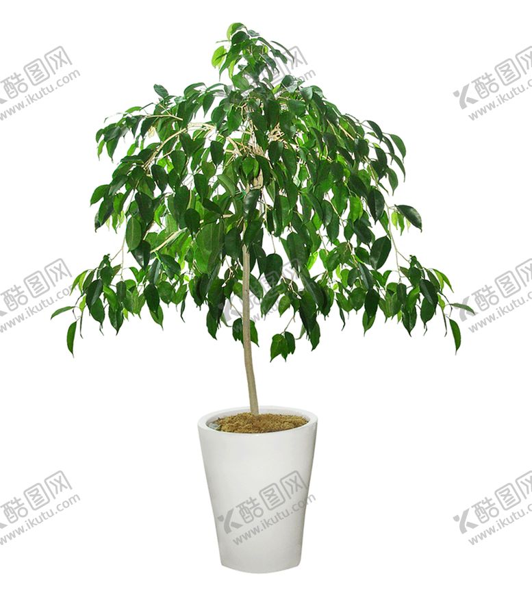 编号：18296807021537308474【酷图网】源文件下载-植物