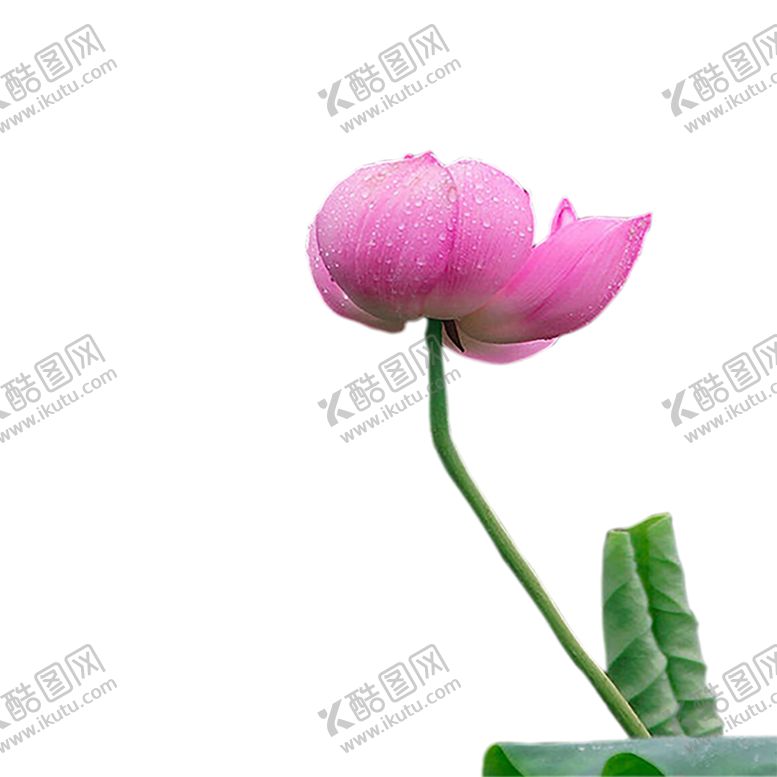 编号：97227309280725564647【酷图网】源文件下载-绿色相框