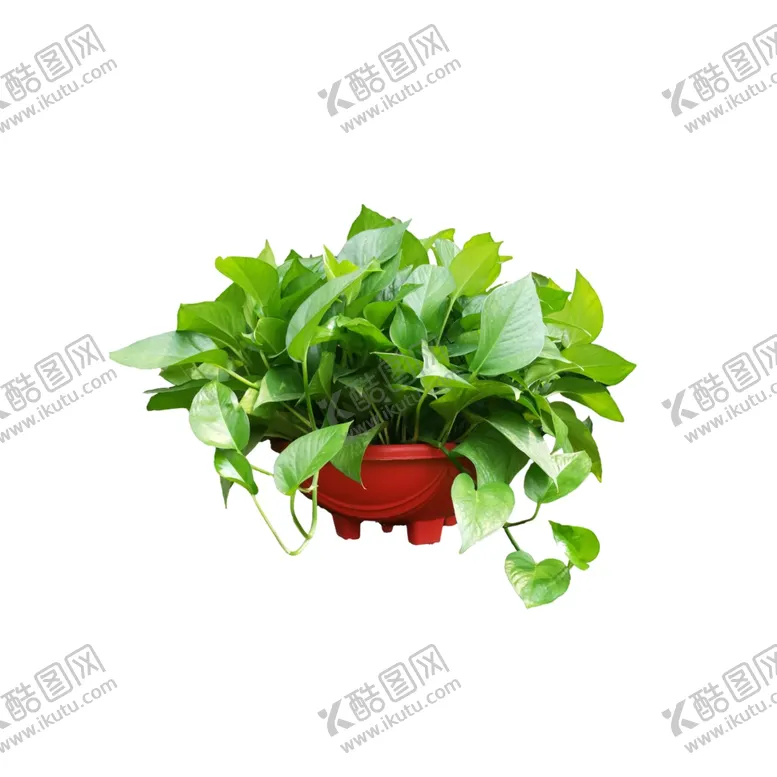 编号：39311102101202275254【酷图网】源文件下载-绿萝绿植盆栽