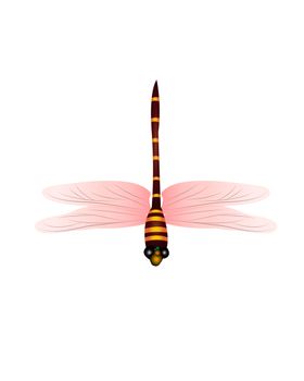 蜻蜓