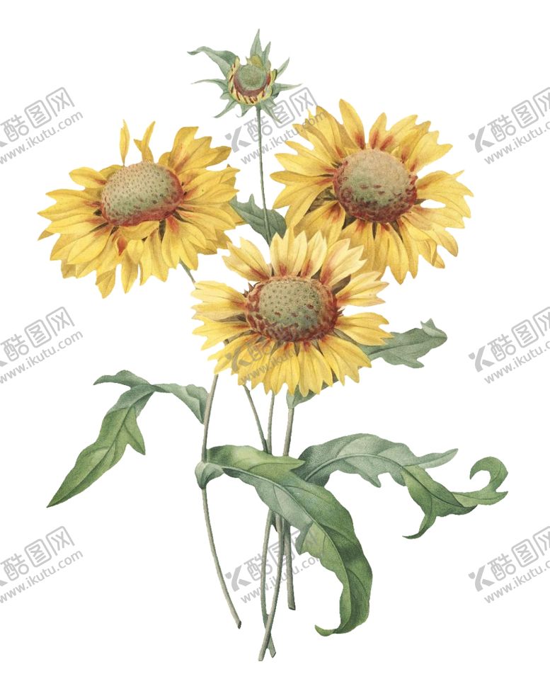 编号：89457009151723506982【酷图网】源文件下载-复古花