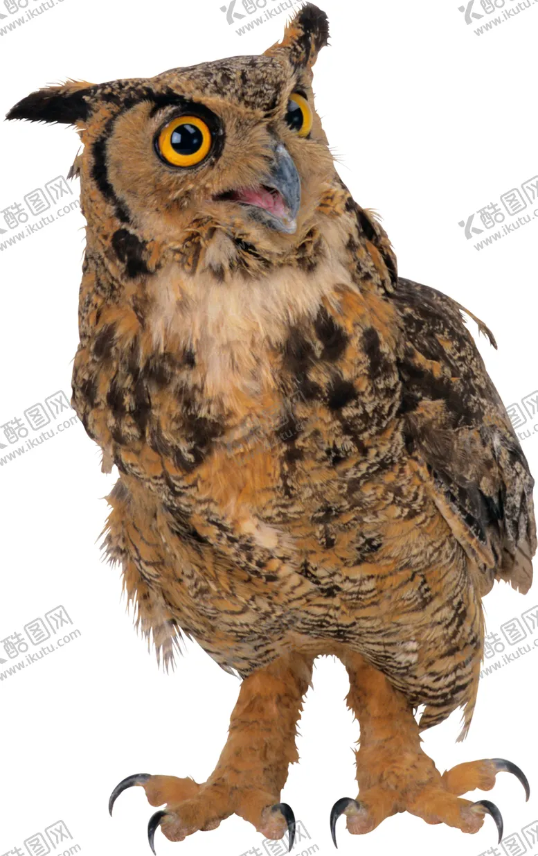 编号：13828204201152185180【酷图网】源文件下载-猫头鹰