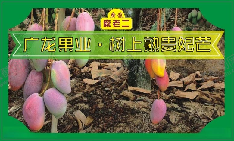 编号：94553812102011571644【酷图网】源文件下载-树上熟贵妃芒