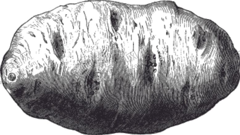 编号：41484909140314187613【酷图网】源文件下载-素描手绘蔬菜