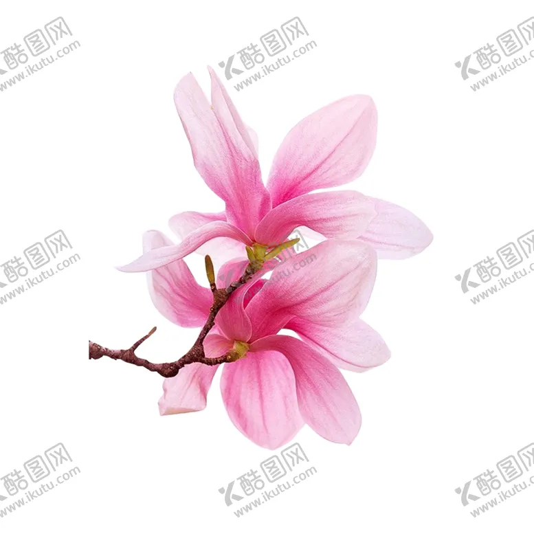 编号：16259804170314135469【酷图网】源文件下载-桃花