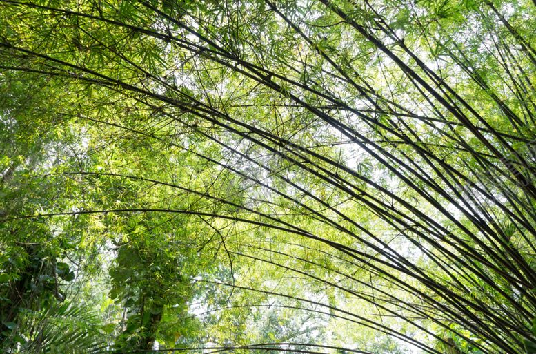 编号：62255309142119198551【酷图网】源文件下载-竹子