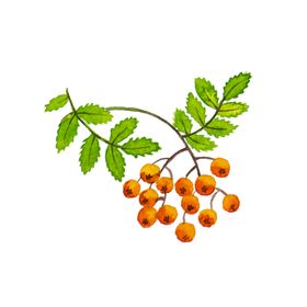 手绘植物
