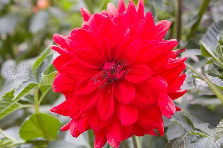 编号：62240409271227264554【酷图网】源文件下载-大丽花