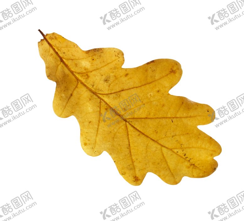 编号：92088610090541285226【酷图网】源文件下载-枫叶