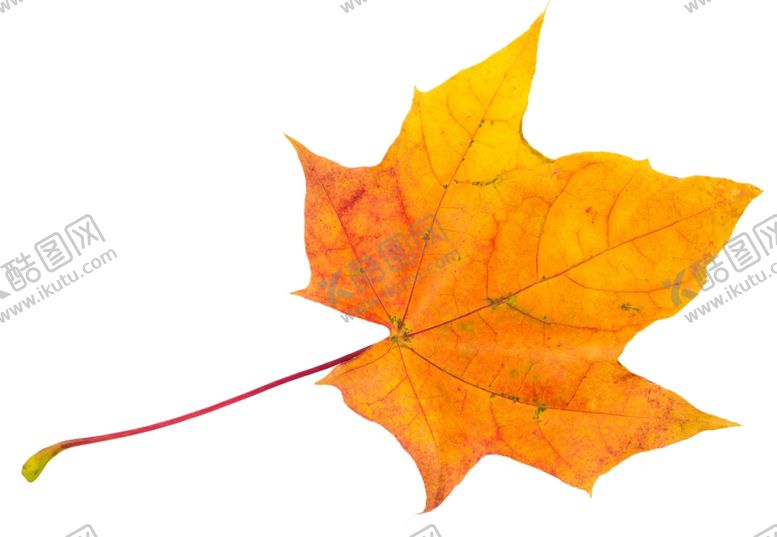 编号：80505910210640231172【酷图网】源文件下载-树叶