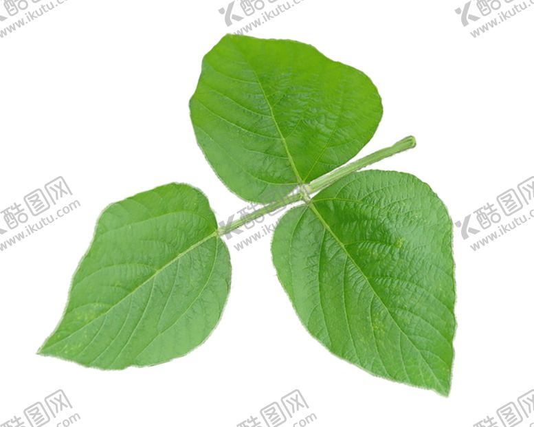编号：79188810041945011445【酷图网】源文件下载-大豆叶子