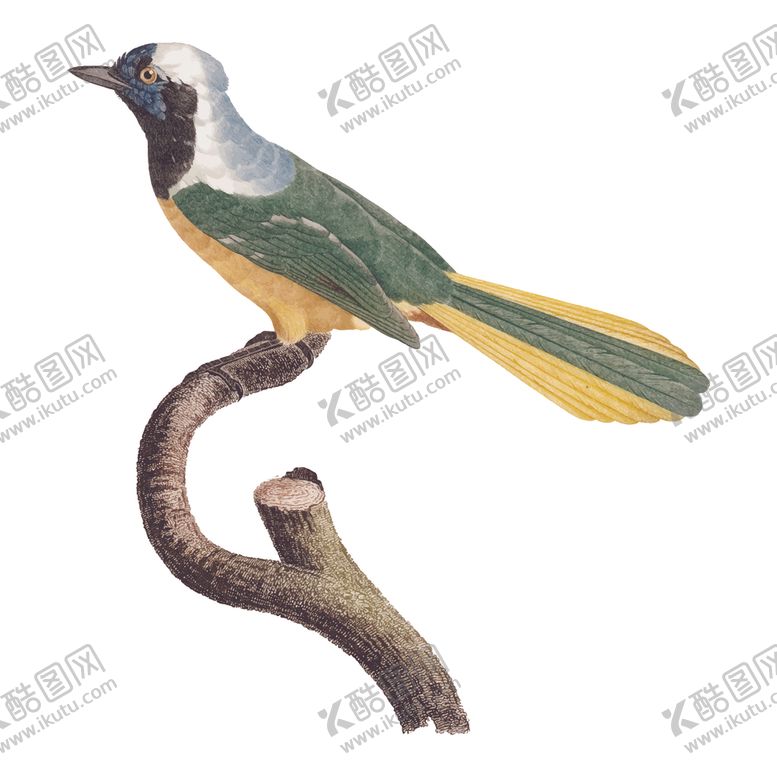 编号：16030410151559106478【酷图网】源文件下载-鸟类插画